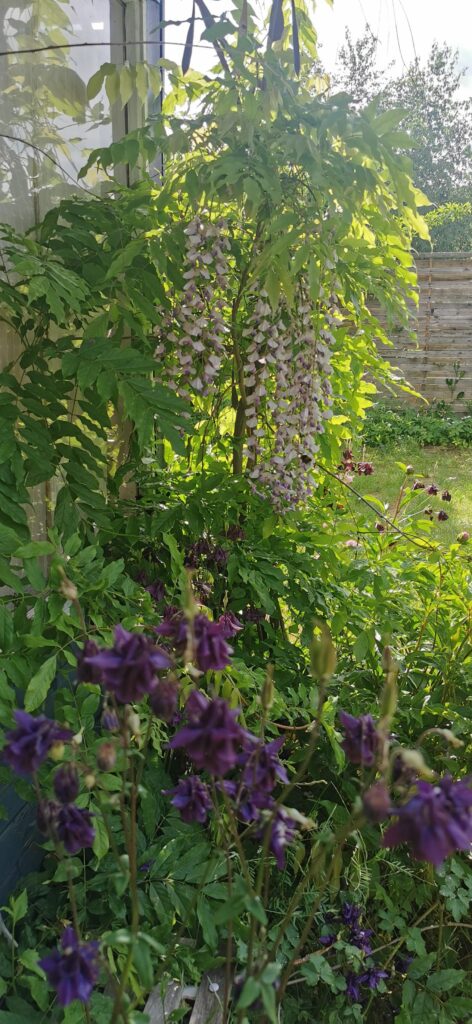 WISTERIA AND BUBLEBEE IN THE GARDEN, MAY 24