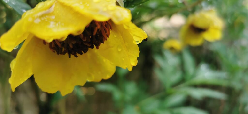 HONEY FLOWER IN THE GARDEN, MAY 24